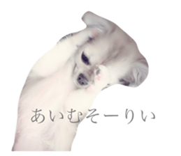 36517142