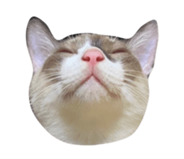 365506460
