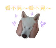 366032379