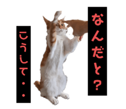 366035336