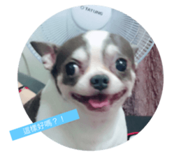 36643271