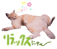 366520243