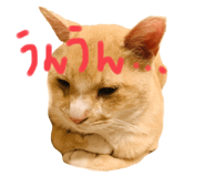 366520258
