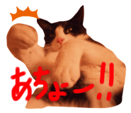 366520259
