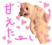 366520260