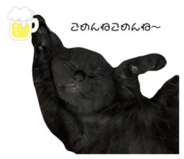 366562116