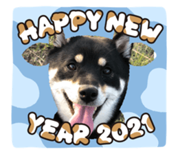 366605381