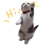 366623433