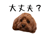366744043