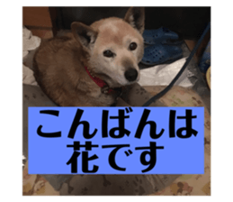 366817648