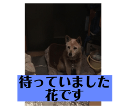 366817652