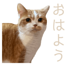 366834531