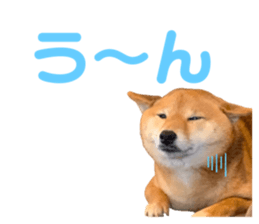 367072701