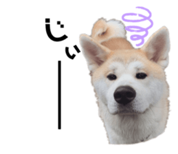 367303017