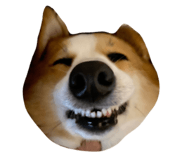367546629