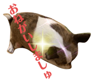 368762523