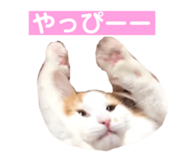 369593948