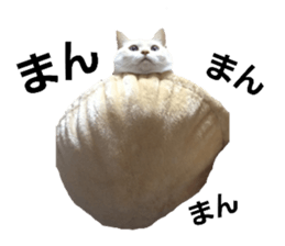 369676746