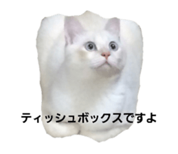 369676747