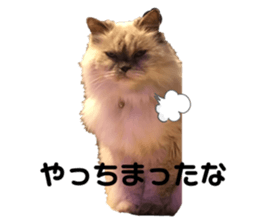 370655253