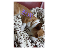 37145507
