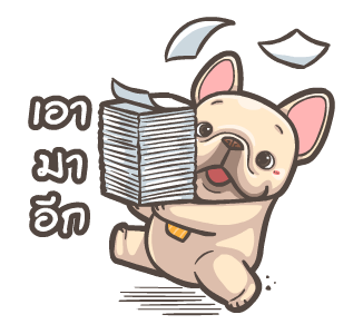 พิกุ - เฟรนช์ บูลด็อก 15 รูปที่ 11