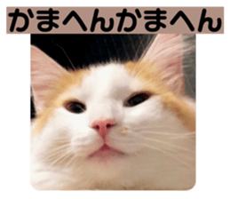 372127877