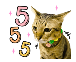 372488144