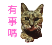 37254666