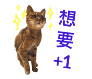 37254670
