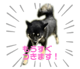 372768623