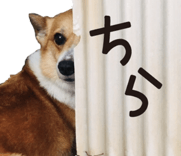 373243337