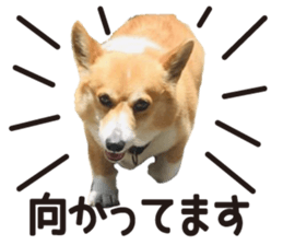 373243338