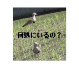 374288825