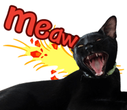 374335523