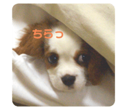 375098098