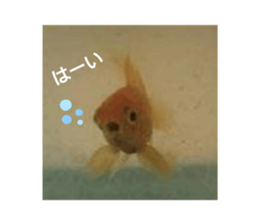 375479593