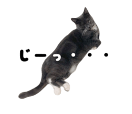 375532605