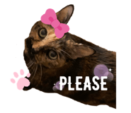 375536663