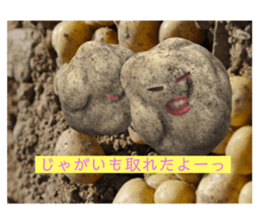 375805032
