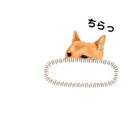 377050125