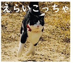 377237705