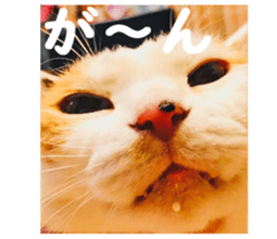 377237727