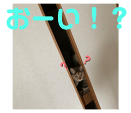 377840081
