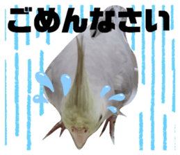380055635