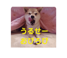 380247218