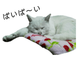 380806904