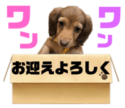 381033473