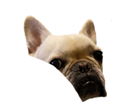 381125351