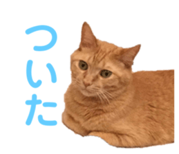 381551236